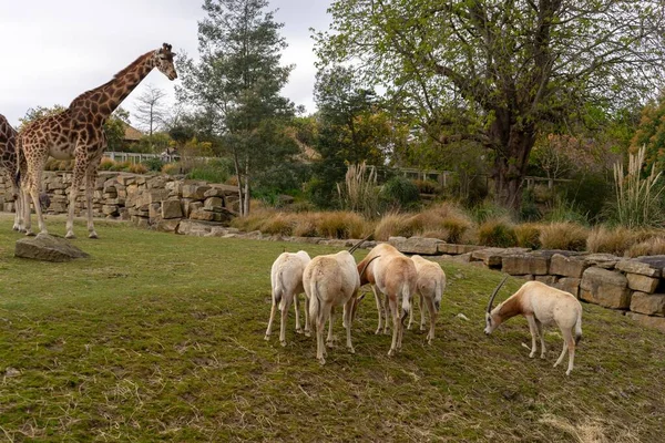 Giraffe Rhinoceros Goats Ostrich Dublin Zoo Feeding Playing — Stock Photo, Image