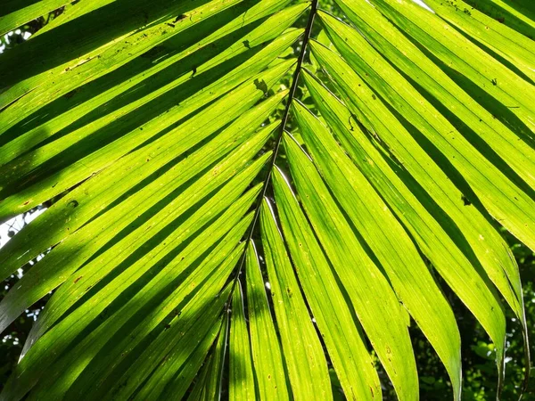 Träd Och Gröna Blad Tropiska Regnskogen Sri Lanka — Stockfoto