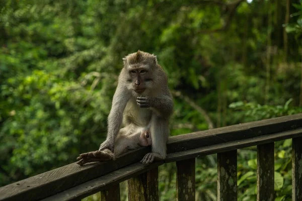 Een Schattige Aap Zittend Een Houten Barrière Een Dierentuin — Stockfoto