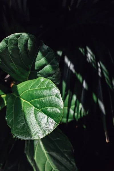 Sluiten Van Bladeren Van Vioolbladvijgenboom Ficus Lyrata — Stockfoto