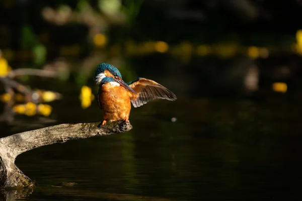 Крупный План Красивого Kingfisher Alcedo Atthis Окуни — стоковое фото