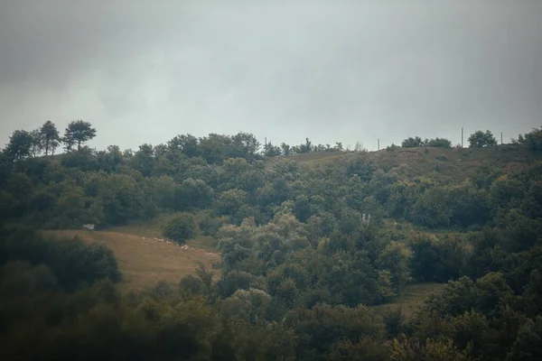 Yeşil Alanda Otlayan Koyunların Yemyeşil Ağaçlarla Çevrili Havadan Görünüşü — Stok fotoğraf