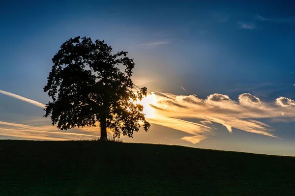 Close Tiro Único Carvalho Uma Colina Pôr Sol Com Céu — Fotografia de Stock