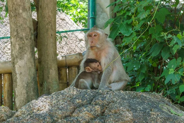 Primer Plano Monos Zoológico Phnom Tamao Camboya — Foto de Stock