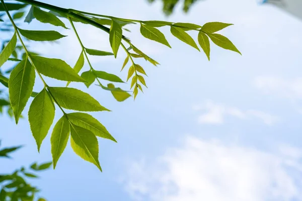 Ramos Freixo Europeu Com Folhas Verdes Frescas Sob Céu Azul — Fotografia de Stock