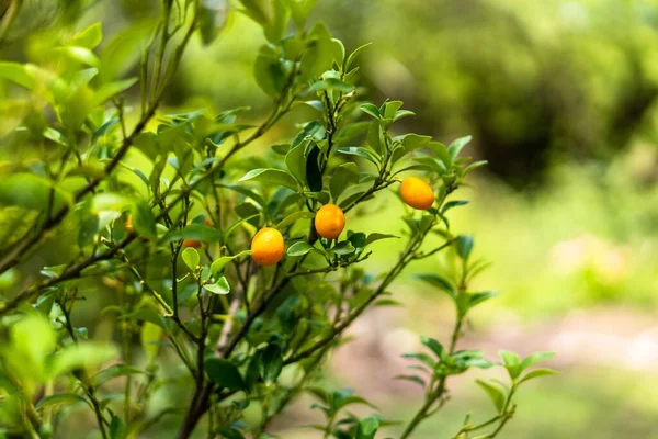 Closeup Shot Tiny Oranges Growing Kumquat Tree — Stock Photo, Image