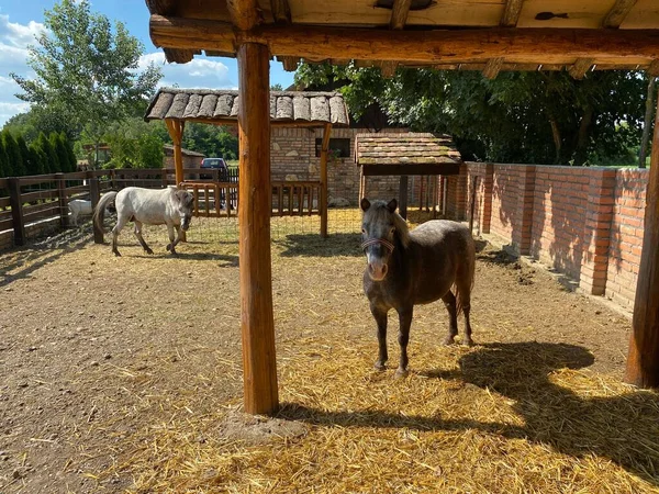 Ett Antal Söta Inhemska Ponny Hästar Ranch Ett Landsbygdsområde Solig — Stockfoto