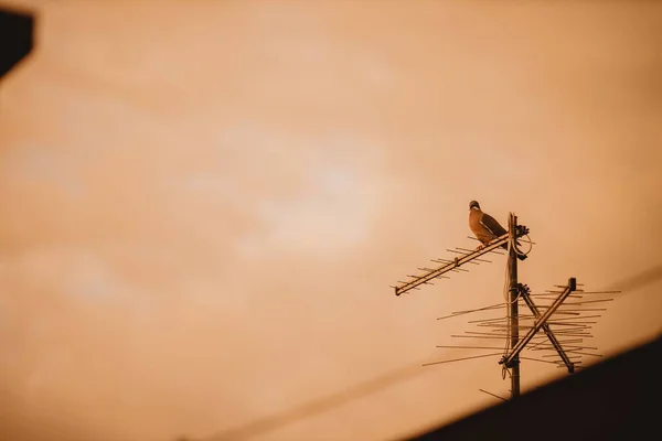 광경을 배경으로 안테나에 스러운 비둘기 — 스톡 사진