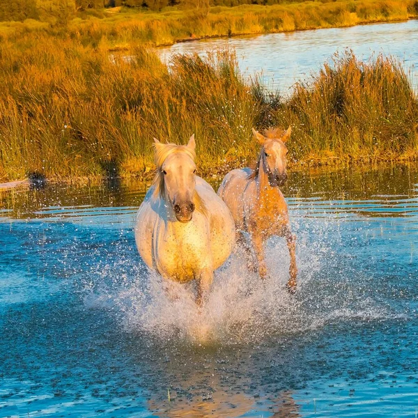 Horses Running Water Beautiful Wild Horses Camargue — Stock Photo, Image
