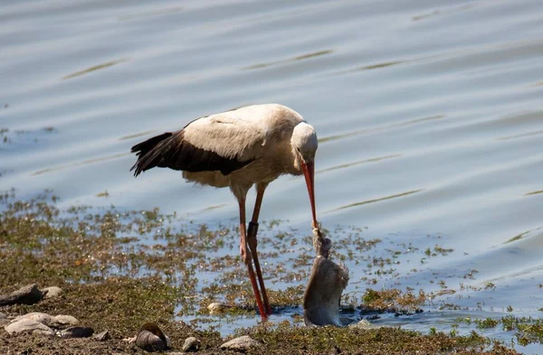 Ciconia Ciconia Pássaro Comendo Peixe Selvagem Lago — Fotografia de Stock