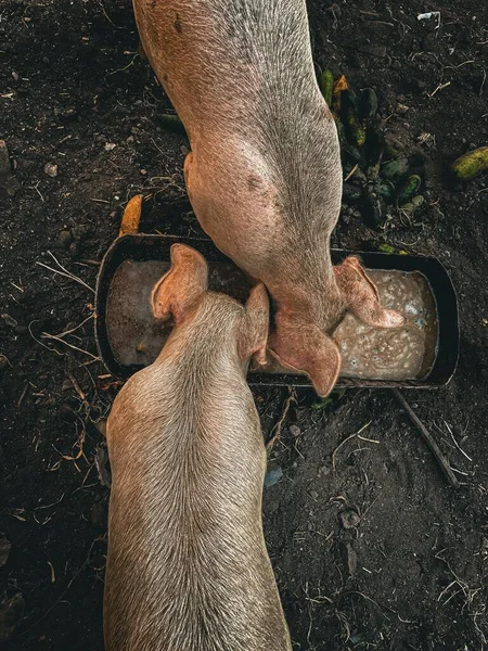 Vertical Top Shot Duroc Pigs Eating Plate Animals — Stock Photo, Image