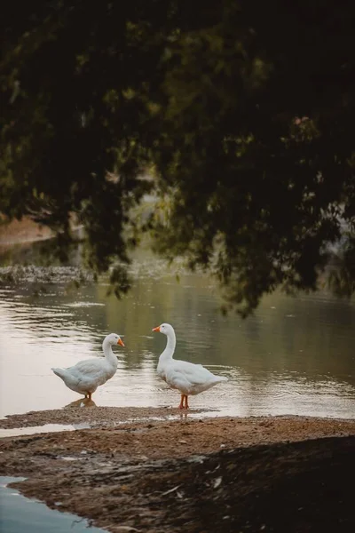 Eine Vertikale Aufnahme Eines Paares Weißer Enten Einem Teich — Stockfoto