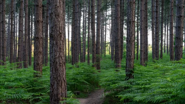 Belçika Nın Averbode Ormanı Ndan Manzaralı Ağaçlık Bir Arazi — Stok fotoğraf