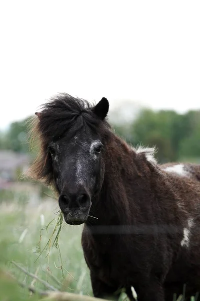 Svart Lurvig Häst Ängen — Stockfoto