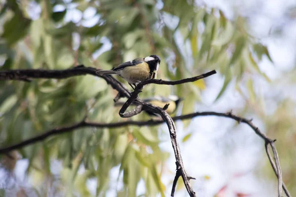 Shallow Focus Shot Great Tit Perched Tree Branch — Zdjęcie stockowe