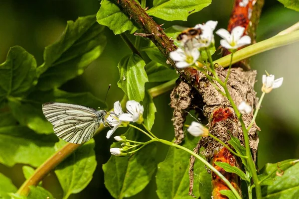 Eine Nahaufnahme Eines Kohlschmetterlings Auf Blumen Eines Blühenden Astes — Stockfoto