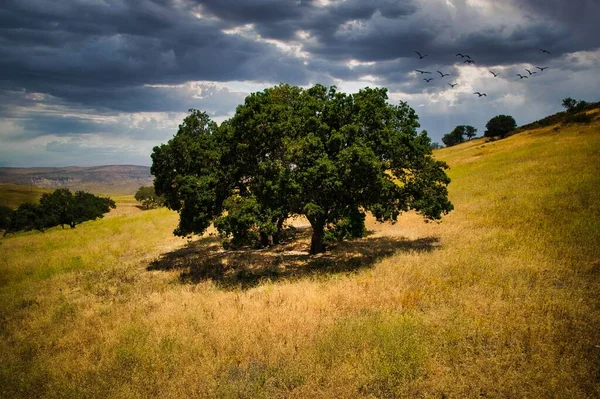 A large tree in the meadow with dark clouds above