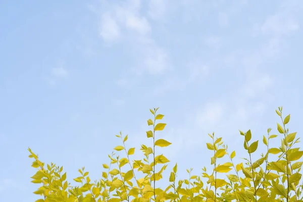 青い空に対して緑の葉を持つ木の枝の低角度ショット — ストック写真