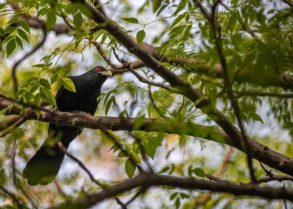 Low Angle Shot Asian Koel Bird Perched Tree — Stock Photo, Image