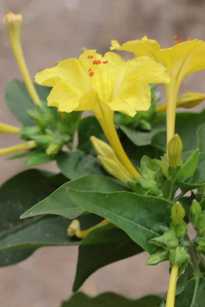 Schöne Natürliche Gelbe Blumen Garten — Stockfoto
