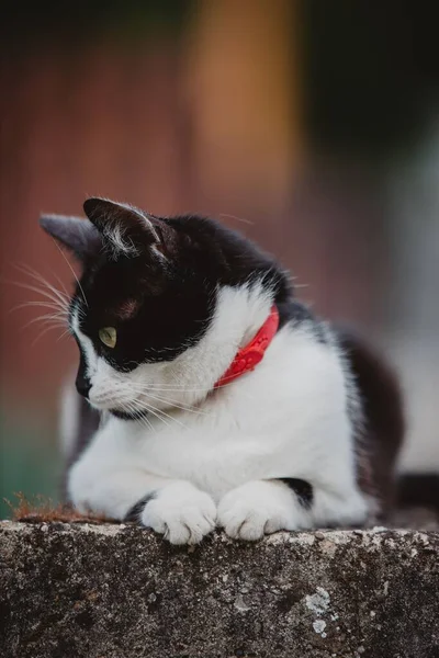 Gros Plan Chat Noir Blanc Assis Sur Pierre Regardant Côté — Photo