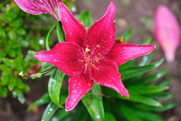 Pink Lily Flower Garden — Stock Photo, Image