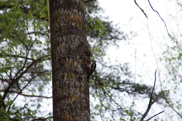 森の中の木の上の偉大な斑点のあるキツツキ — ストック写真