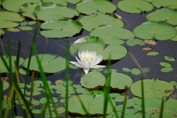 Bellissimo Fiore Loto Galleggiante Lago Con Cuscinetti Verdi — Foto Stock