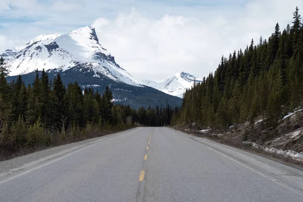 Пустая Дорога Окруженная Соснами Заснеженными Горами Заднем Плане Банфе Канада — стоковое фото