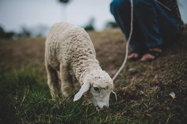 かわいいふわふわの赤ちゃん羊が人の隣で草を食べる — ストック写真