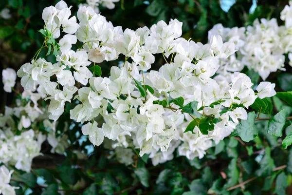 Gros Plan Floraison Luxuriante Bougainvilliers Blancs Dans Jardin Philippin — Photo