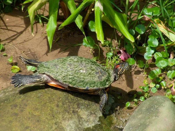 Una Tortuga Busca Comida Cerca Del Lago —  Fotos de Stock