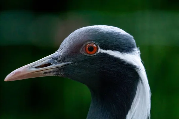 Eine Selektive Fokusaufnahme Eines Demoisellen Kranichvogels — Stockfoto