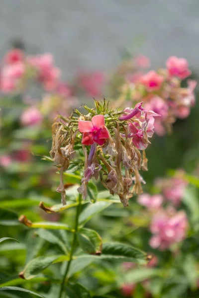 Grupo Flores Rosadas Con Hojas Verdes — Foto de Stock