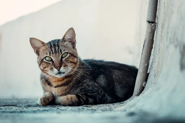 Tiro Close Gato Olhos Verdes Listrado Com Bigodes Longos — Fotografia de Stock