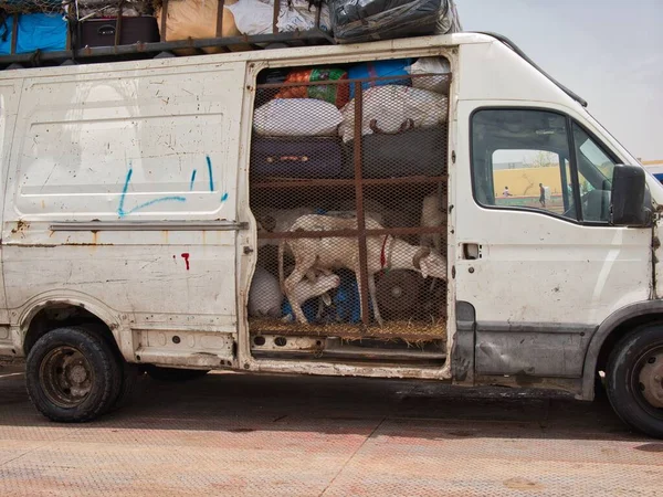 Фото Показує Вантаж Фургона Африці Машині Повно Козлів Багаж — стокове фото