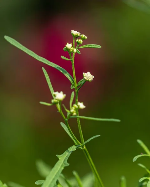 Gros Plan Vertical Fleurs Herbe Carotte Verte — Photo