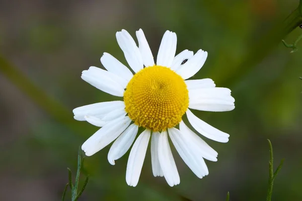 Eine Selektive Fokusaufnahme Einer Blühenden Gänseblümchenblume — Stockfoto