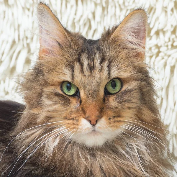 Norwegian Forest Cat Long Haired Cat Green Eyes Close — Stock Photo, Image