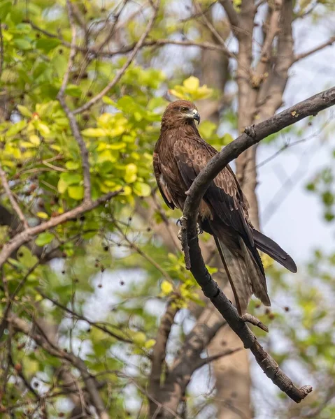 Een Verticaal Schot Van Een Zwarte Vlieger Vogel Zittend Een — Stockfoto