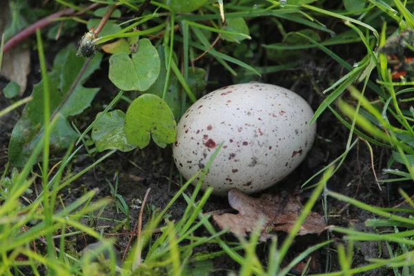 Closeup Quail Egg Grass Daylight — Stock Photo, Image