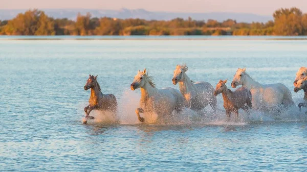 Horses Running Water Beautiful Wild Horses Camargue — Stock Photo, Image