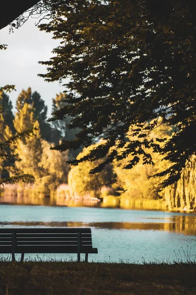 Una Vista Vertical Banco Bajo Exuberante Árbol Verde Rodeado Por —  Fotos de Stock