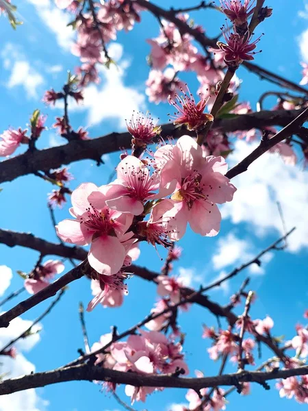 日照下 希甘樱花盛开的垂直镜头 — 图库照片