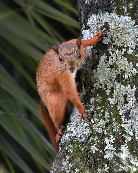 Écureuil Roux Dans Son Habitat Naturel — Photo