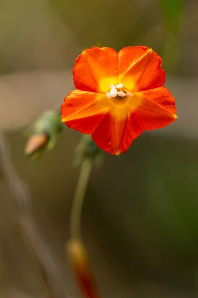 Primo Piano Verticale Ipomoea Coccinea Che Cresce Uno Sfondo Sfocato — Foto Stock