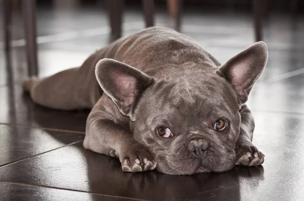 Närbild Grå Fransk Bulldogg Som Ligger Golvet Och Tittar Höger — Stockfoto