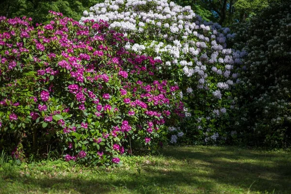 Exuberantes Arbustos Rododendros Brancos Roxos Jardim — Fotografia de Stock