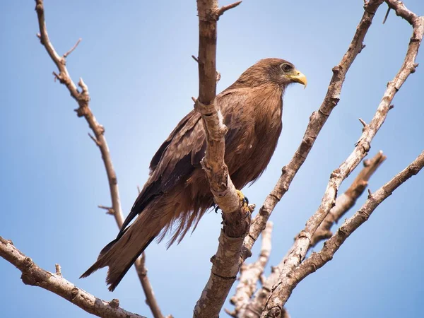 Ein Falke Thront Auf Einem Ast Auf Der Insel Goree — Stockfoto