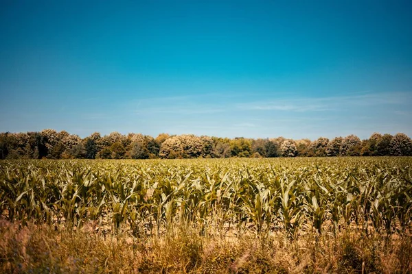 Campo Área Rural Durante Dia Ensolarado — Fotografia de Stock